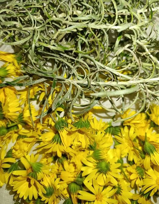 Raccolta di Calendula ed Elicriso